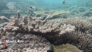 Reef survey clip - Lagoon and Mantis Reefs, Cape Grenville sector, Great Barrier Reef 2019