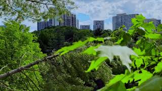 This northern stretch of the Don Valley | East Don Trail | Toronto