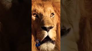 #tiger #lion #woodworking #amazingfacts #knowledge #new $viral #short