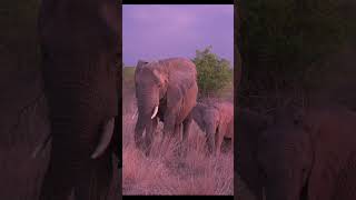 Baby elephant at sunset #wildanimals