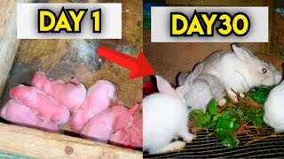 Rabbit Transformation | Rabbit farming.