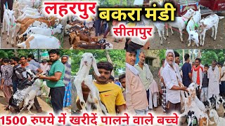 लहरपुर बकरा मंडी |Laharpur Bakra mandi Sitapur |Laharpur Bakri Bazar |Sitapur ki Bakra mandi