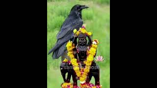 Joy baba shani bhagawan।।শনিদেব#shanidev#shanibhagwan#shorts