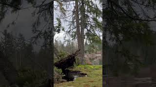 Triple Tree Blowdown Fixed!