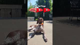 My Dog's Red Flags #gsp #germanshorthairedpointer #puppy #redflags #funnydog #cutedog #dog