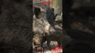 Boar and Piglets in the Wild 🐗🐖 | A Family Foraging Adventure