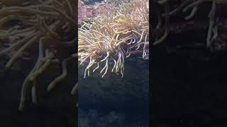 Aquarium on Crete. One of the best. #greece #shortvideo #гиды