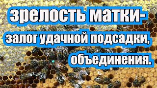 ЗРЕЛОСТЬ МАТКИ- ЗАЛОГ УДАЧНОЙ ПОДСАДКИ, ОБЪЕДИНЕНИЯ.