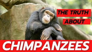 The Truth About Chimpanzees