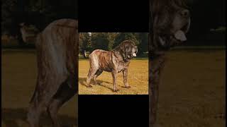 Korean Mastiff Dog Breeds #Shorts #Viral Short