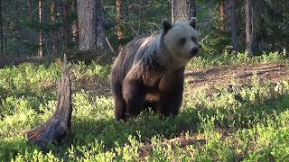 Brown Bears in Finland - Day 1