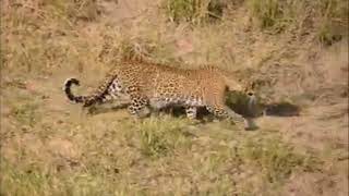 Pregnant leopard