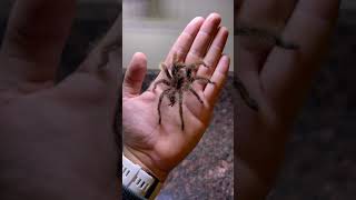 Evidence That Bugs Don't Bite #tiktok #insect #power #fyp #animal #respect #youtubeshorts