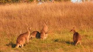 Kangaroo Mob