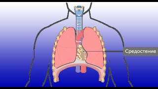 Органы дыхания и повреждения легких. Видеолекция.