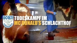 Todeskampf im McDonald's Schlachthof // SOKO Tierschutz e.V.