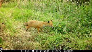 IMG 0044 Two J's Field Wildlife Camera Shots Set In Magical Cornwall.