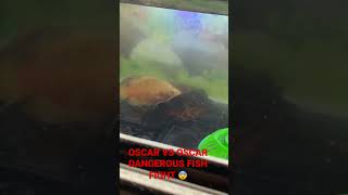 OSCAR FISH ATTACK || OSCAR FISH FIGHT 😨 #shorts #viral #fish #aquarium #oscar #fight #giant #danger