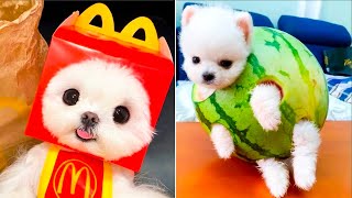 Cute Pomeranian Puppies Doing Funny Things 2024 🐶 Cute and Funny Dogs 😅