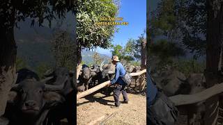 Dad and his water buffaloes #buffalo #waterbuffalo #viralvideo #villagelife