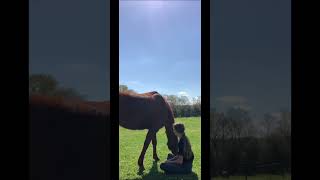 This was such a vibe (vlog coming soon!) #horse #equestrian #vibe