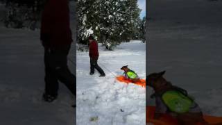 Sledding with Daisy NYD 2017 Flagstaff, AZ