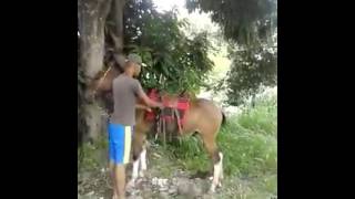 Burro pulador criminoso