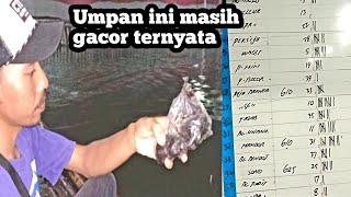 UMPAN JITU GT LELE || umpan sangat gacor ini