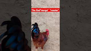 RED ROOSTER 🐓 ♥️ #hen #rooster #birds #roosterandhen #whiterooster #chicken #animals #viralvideo