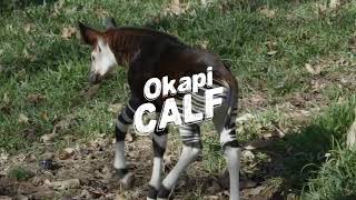 Okapi Calf