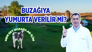 Buzağıya yumurta verilir mi?