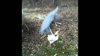 Chickens, Ducks, Pigeons, and Guineas Free Ranging