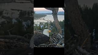 FRISNDS OF BIG BEAR VALLEY EAGLE CAM