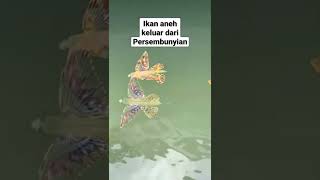 ikan aneh keluar dari persembunyian #ikan #ikananeh #ikanhias #ikanviral