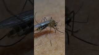 Quran about Mosquito | Mind Relaxing Quran Recitation | #shorts