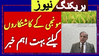 Today Wheat price in punjab/گندم کا ریٹ 2024/munji makki | مونجی کےمتعلق بہت بڑی اپڈیٹ