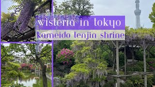 Wisteria at Kameido Tenjin Shrine