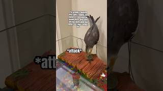 Cockatiel Attacks Baby Turtle…💀💀#cockatiel #babyturtles #attack #shorts