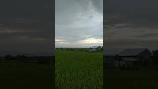 SUASANA SENJA DI RUMAH...NYIUR HIJAU PADI DI BELAKANG RUMAH #short