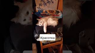 Девочка, как девочка