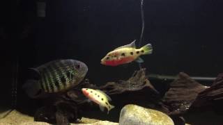 Hemochromis Frempongi pair aggression thickens