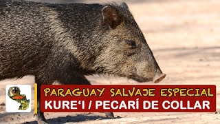 Paraguay Salvaje Especial: Kure'i, Pecari de collar