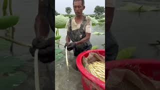 My father dug up lotus roots