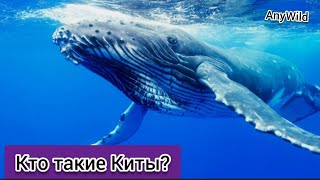 Кто такие Киты?Разновидности китов,сколько они живут?AnyWild