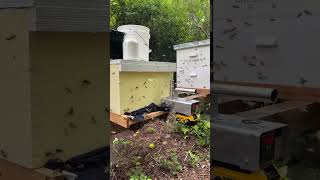 Quick Mite Treatment | July 15, 2023 | #colesfarmnc #jacksonvillenc #beekeeping #shorts