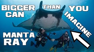 BIGGER and SMARTER than you can Imagine - Manta Rays - Animal a Day