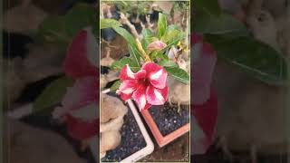 Never seen BEFORE ADENIUM DESERT ROSE