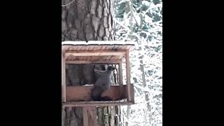 🌲Бельчонок пришёл на кормушку к синицам.🌰🐿