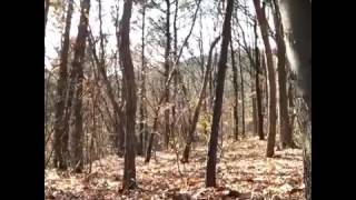 Cámaras de un guadarbosques captan un fantasma | 100% Real (buen humor XD)