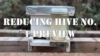 Reducing Hive No. 1 Preview | #colesfarmnc #jacksonvillenc #beekeeping